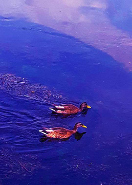 2 Ducks swim