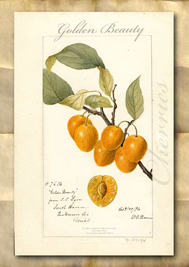 Vintage watercolor cherry