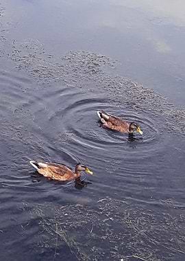 Swimming on the river