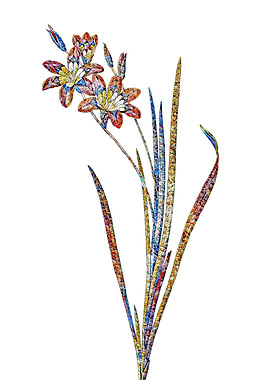 Stained Glass Ixia Flower