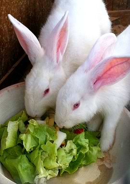 White rabbits