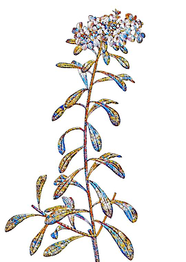 Rainbow Mosaic Flower