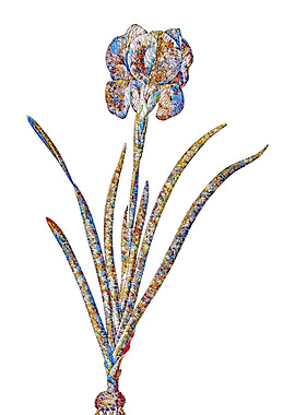 Stained Glass Iris Flower