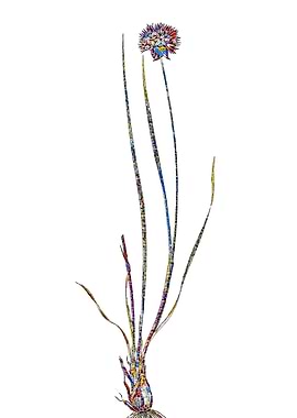 Stained Glass Amaryllis