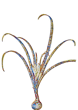 Stained Glass Crocus Flora