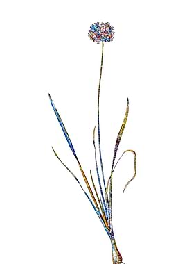 Stained Glass Amaryllis