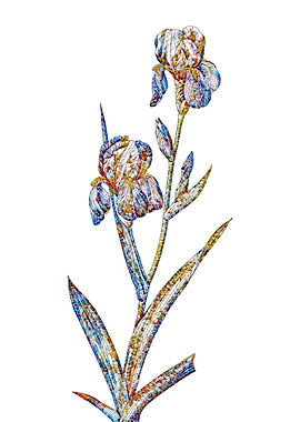 Stained Glass Iris Flower