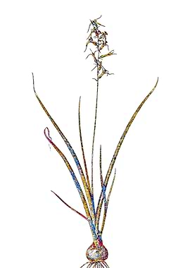 Stained Glass Botanical