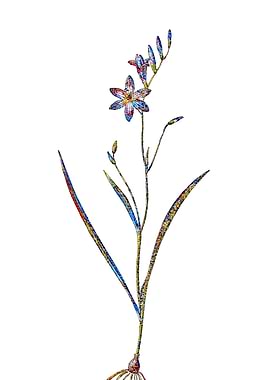 Stained Glass Ixia Flower