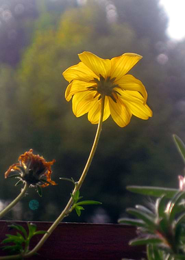 The Yellow Flower