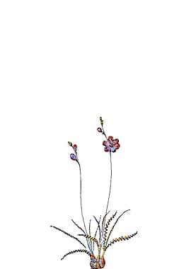 Stained Glass Ixia Flower