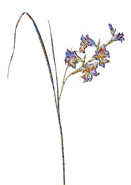Stained Glass Gladiolus