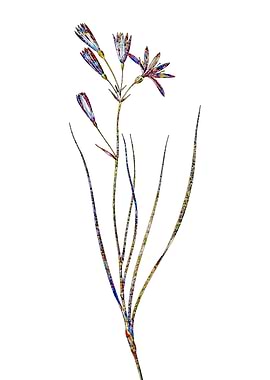 Stained Glass Amaryllis