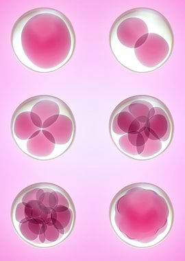 Human Egg Cells Purple