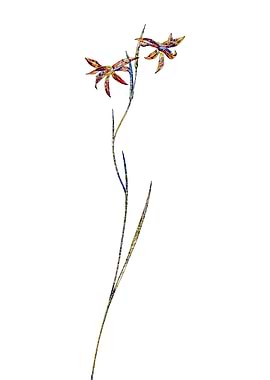 Stained Glass Gladiolus