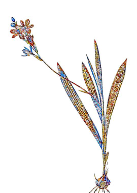 Stained Glass Gladiolus