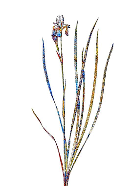 Stained Glass Iris Flower