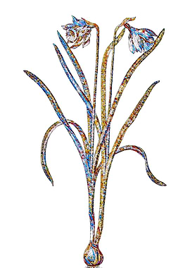 Stained Glass Narcissus