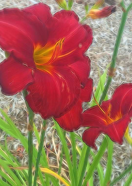 Red Tiger Lilies
