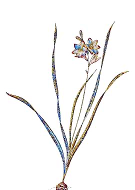 Stained Glass Gladiolus