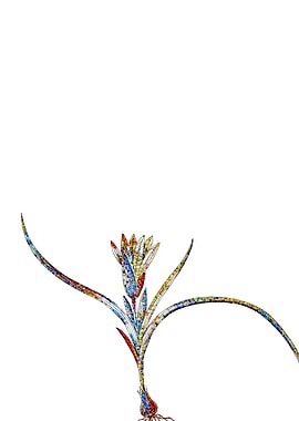 Stained Glass Ixia Flower