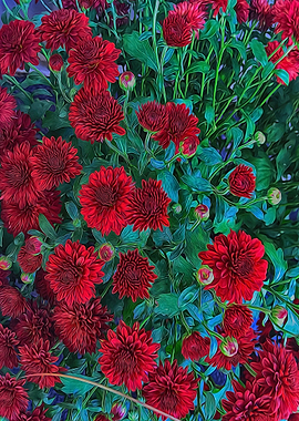 Red Mums
