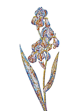 Stained Glass Iris Flower