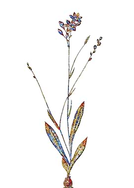 Stained Glass Gladiolus