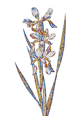 Stained Glass Iris Flower