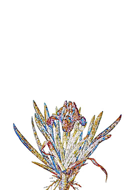 Stained Glass Iris Flower