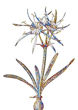 Prismatic Mosaic Floral