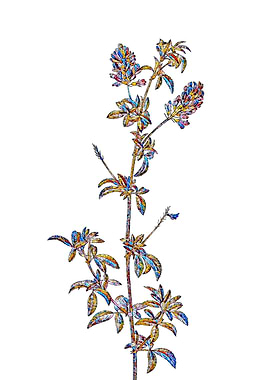 Prismatic Mosaic Floral