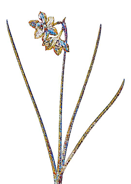 Stained Glass Narcissus