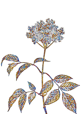 Stained Glass Botanical