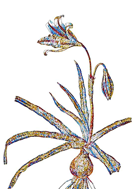 Stained Glass Amaryllis