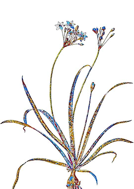 Stained Glass Amaryllis