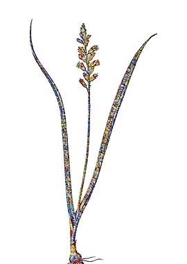 Stained Glass Botanical