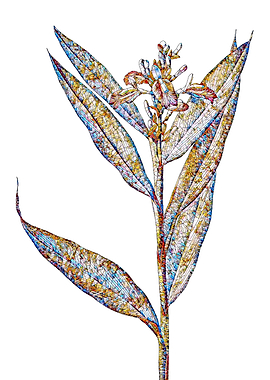 Stained Glass Botanical