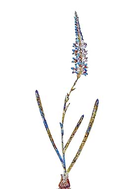 Stained Glass Ixia Flower