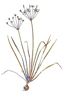 Stained Glass Amaryllis