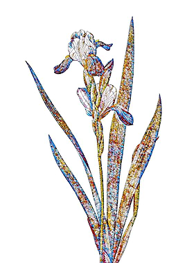 Stained Glass Iris Flower