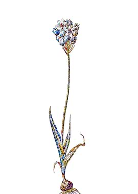 Stained Glass Botanical