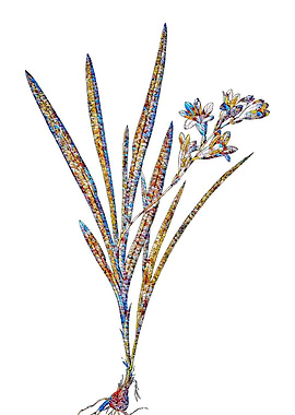 Stained Glass Gladiolus