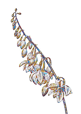 Stained Glass Botanical