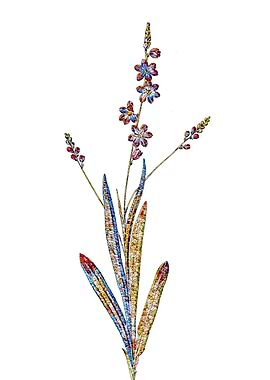 Stained Glass Ixia Flower