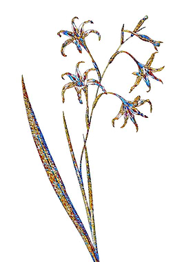 Stained Glass Gladiolus
