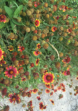 Red Orange Flower Garden