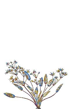 Prismatic Mosaic Floral