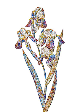 Stained Glass Iris Flower