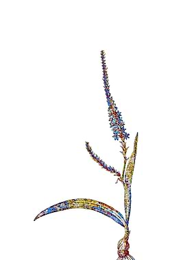 Stained Glass Ixia Flower